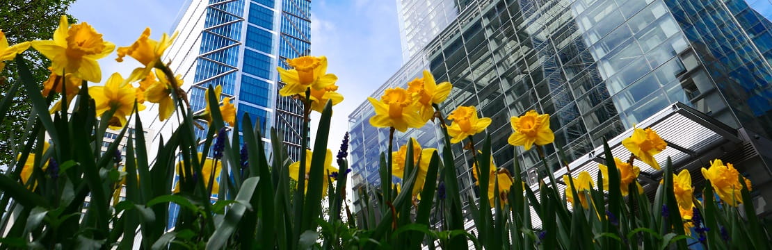 Flowers in bloom in front of city buildings.